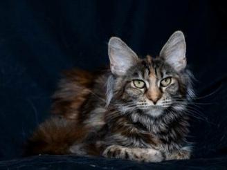 Cuccioli di Maine Coon uno con occhi impari ?