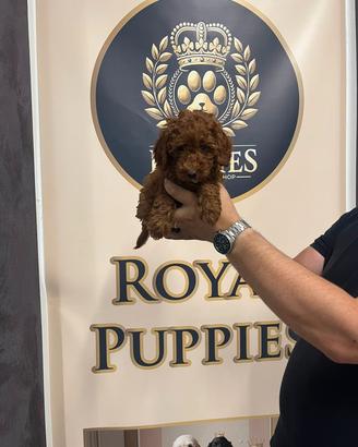 cuccioli di barboncino selezionati