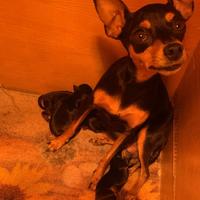 Pinscher Toy Mini