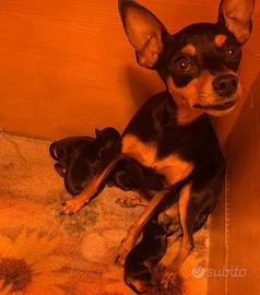 Pinscher Toy Mini