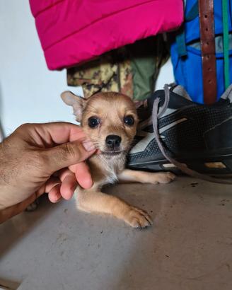 Pinscher nano toy
