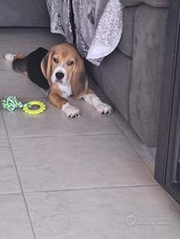 Beagle maschio (cucciolo)