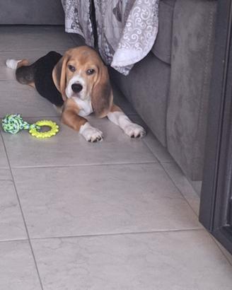 Beagle maschio (cucciolo)