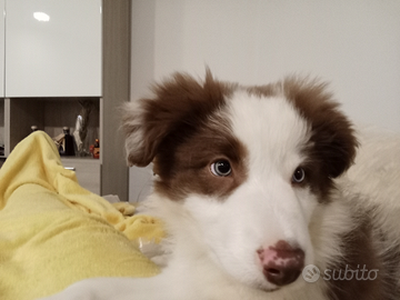 Border collie bianco e Red