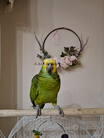 Pappagallo amazzone fronte blu