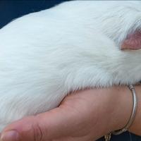 Disponibili porcellini d'india