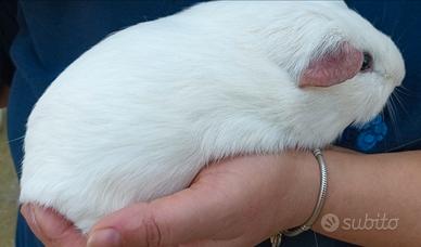 Disponibili porcellini d'india