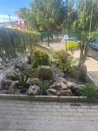 Piante ornamentali