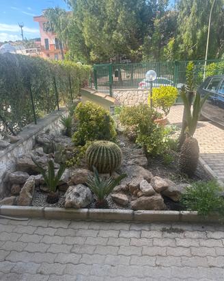 Piante ornamentali