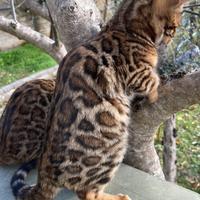 Cuccioli bengala Boy ?and Girl ? disponibili