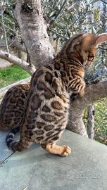 Cuccioli bengala Boy ?and Girl ? disponibili