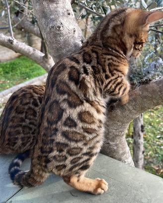 Cuccioli bengala Boy ?and Girl ? disponibili