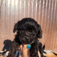 Teddy Cucciolo barboncino mini Toy