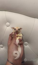 Petauri dello Zucchero