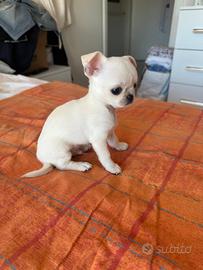 Cuccioli di chihuahua bianchi maschio e femmina