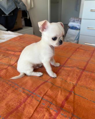 Cuccioli di chihuahua bianchi maschio e femmina