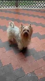 Yorkshire terrier di 6 anni