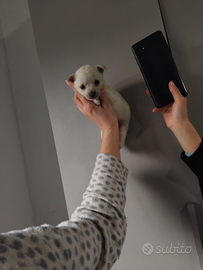 Chihuahua mini toy da borsetta