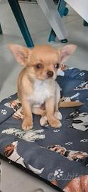 Chihuahua