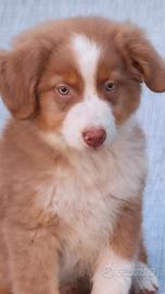 Australian shepherd cucciolo red