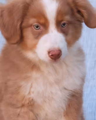 Australian shepherd cucciolo red