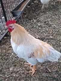 Gallo da riproduzione