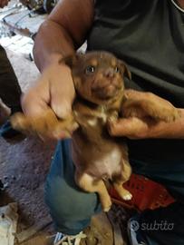 Cagnolini meravigliosi