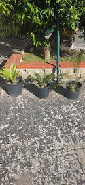 cycas cicas