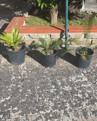 cycas cicas