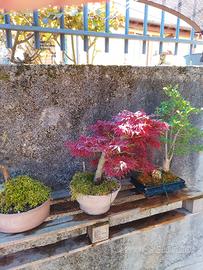 bonsai autoctoni