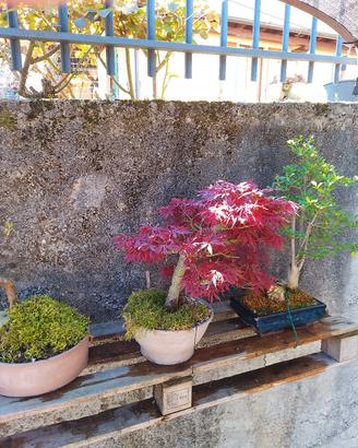bonsai autoctoni