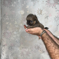 Cgt chihuahua pechinese mini toy