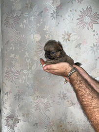 Cgt chihuahua pechinese mini toy