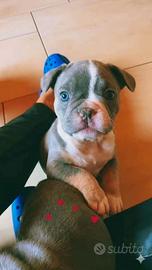 Bulldog francese esotica