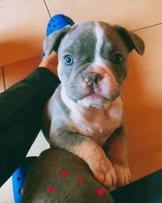 Bulldog francese esotica