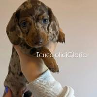 Bassotta arlecchino occhi azzurri