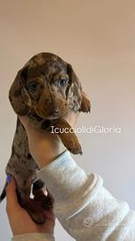 Bassotta arlecchino occhi azzurri