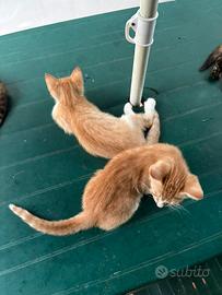 Gattini di due mesi