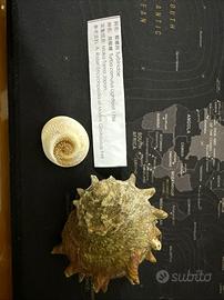 Conchiglia Turbo Cornutus con opercolo - 7 cm