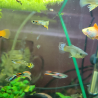 Pesci acquario tropicale Guppy-endler semiadulti