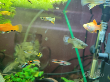 Pesci acquario tropicale Guppy-endler semiadulti