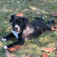 Cuccioli Amstaff (American Staffordshire Terrier)