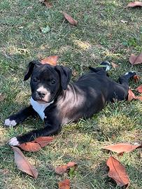 Cuccioli Amstaff (American Staffordshire Terrier)