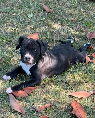 Cuccioli Amstaff (American Staffordshire Terrier)