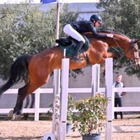 Splendido castrone di 11 anni salto ostacoli