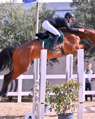 Splendido castrone di 11 anni salto ostacoli