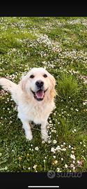 Cuccioli Golden Retriever in arrivo