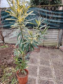 oleandri foglia variegata fiore color rosa intenso