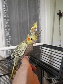 Calopsite allevate a mano