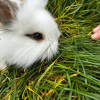 Coniglietto nano da compagnia